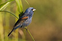 Blue Grosbeak