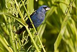 Blue Grosbeakborder=