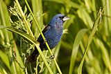 Blue Grosbeakborder=