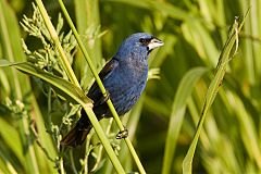 Blue Grosbeak