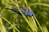 Blue Grosbeak