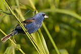 Blue Grosbeakborder=