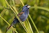 Blue Grosbeakborder=