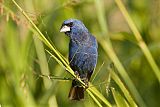 Blue Grosbeakborder=