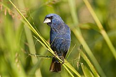 Blue Grosbeak