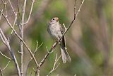 Field Sparrowborder=