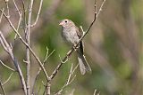 Field Sparrow