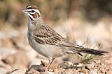 Lark Sparrowborder=