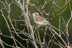 Lark Sparrow