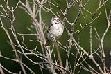 Lark Sparrowborder=