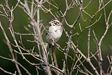 Lark Sparrowborder=