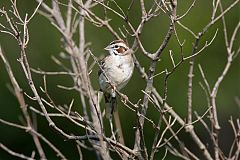 Lark Sparrow