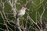 Lark Sparrow