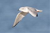 Bonaparte's Gull