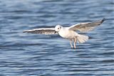 Bonaparte's Gull