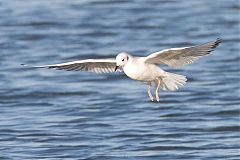 Bonaparte's Gull