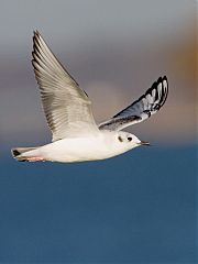 Bonaparte's Gull