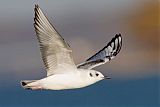 Bonaparte's Gull