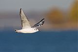 Bonaparte's Gull