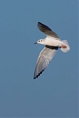 Bonaparte's Gull