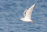 Bonaparte's Gull