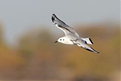 Bonaparte's Gull