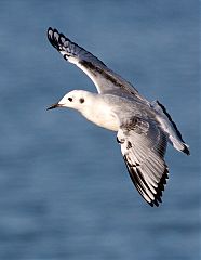 Bonaparte's Gull