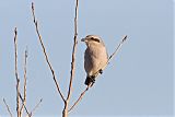 Northern Shrike