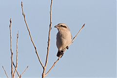 Northern Shrike