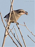 Northern Shrike