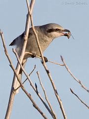 Northern Shrike