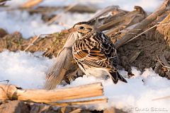 Lapland Longspur