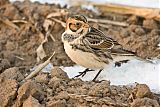 Lapland Longspur