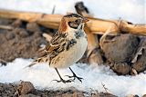 Lapland Longspur