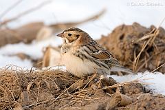 Lapland Longspur