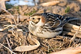 Lapland Longspur