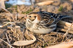 Lapland Longspur