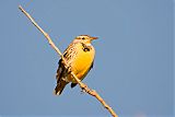 Western Meadowlarkborder=