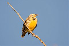 Western Meadowlark