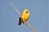 Western Meadowlarkborder=