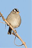 White-crowned Sparrowborder=