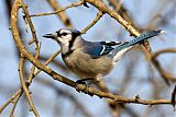 Blue Jay