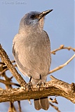 Pinyon Jayborder=