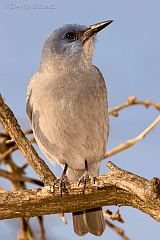 Pinyon Jay