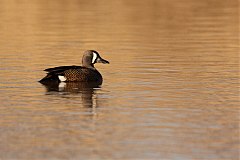 Blue-winged Teal