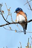 Eastern Bluebird