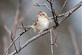 Field Sparrowborder=