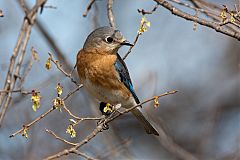 Eastern Bluebird