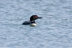 Common Loon