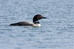 Common Loon